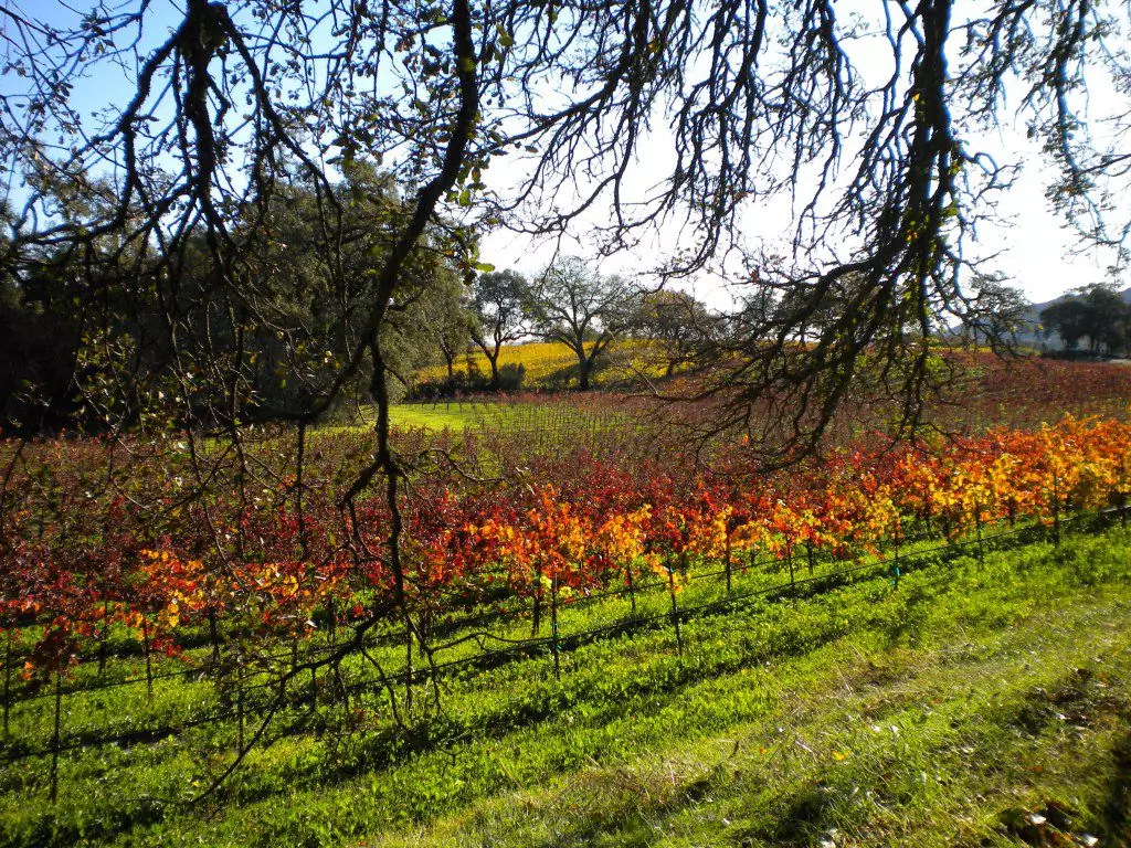 Orange vineyards in the Sonoma Valley during the Fall