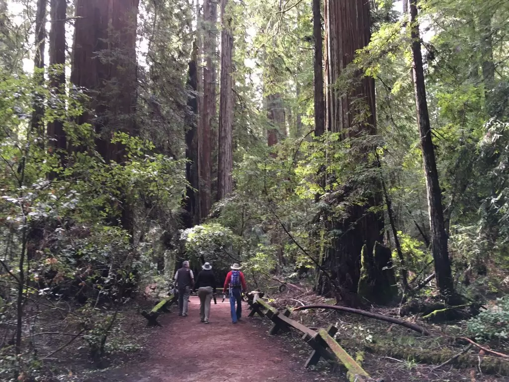 Armstrong Woods redwood forest near Healdsburg