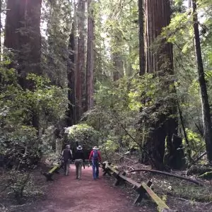 Armstrong Woods redwood forest near Healdsburg